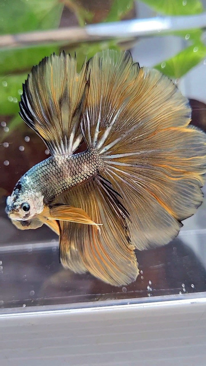 HALFMOON ROSETAIL YELLOW COPPER ARMY MASKING BETTA FISH