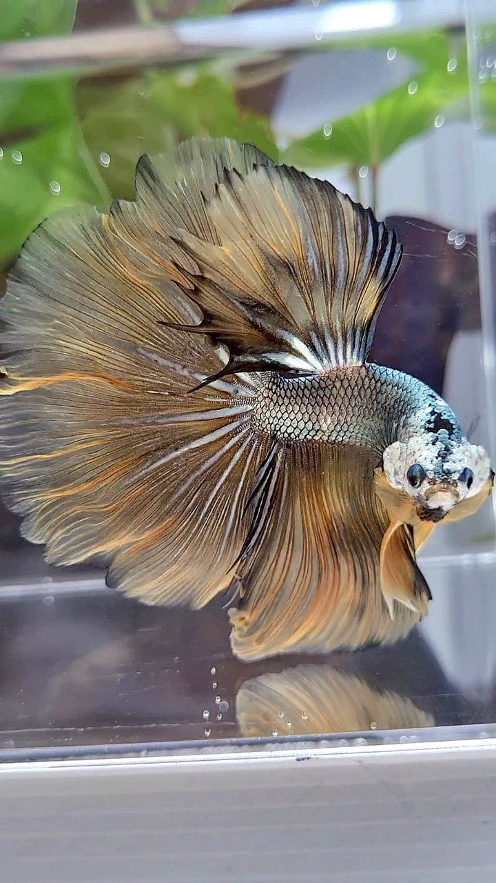 HALFMOON ROSETAIL YELLOW COPPER ARMY MASKING BETTA FISH