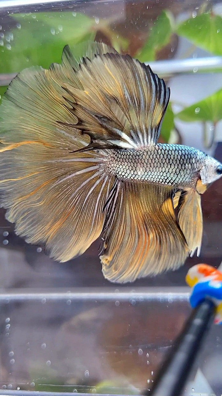 HALFMOON ROSETAIL YELLOW COPPER ARMY MASKING BETTA FISH