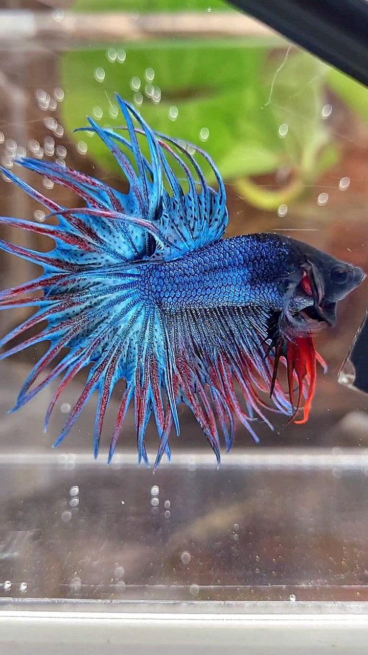 CROWNTAIL – Rare Betta Fish Store