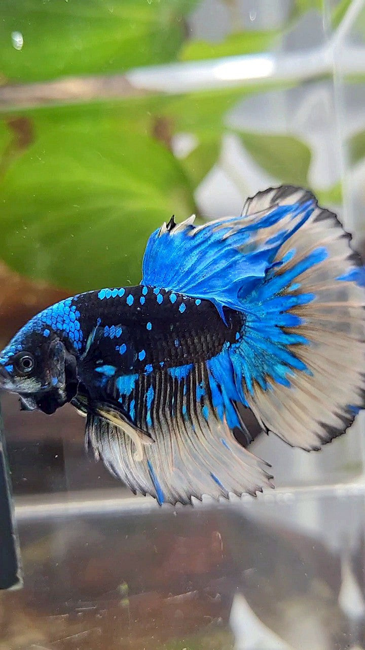LUXURY XL HALFMOON ROSETAIL BLACK GALAXY BLUE AVATAR YELLOW BETTA FISH