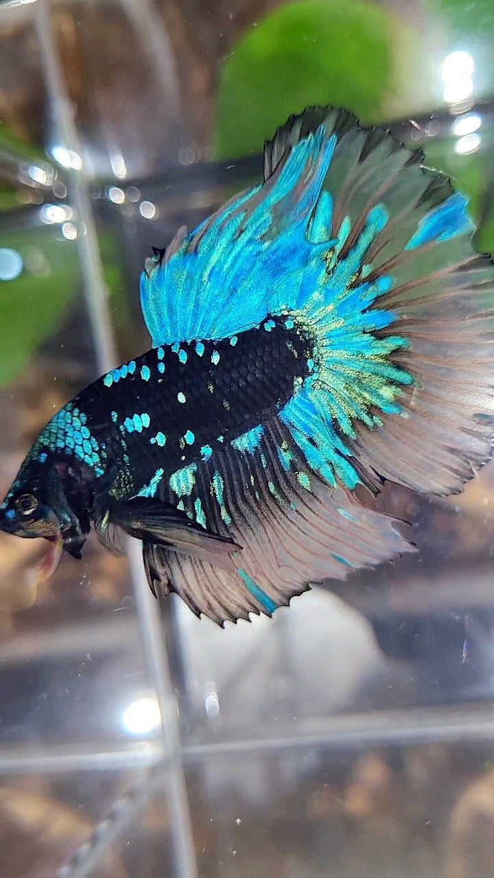 LUXURY XL HALFMOON ROSETAIL BLACK GALAXY BLUE AVATAR YELLOW BETTA FISH
