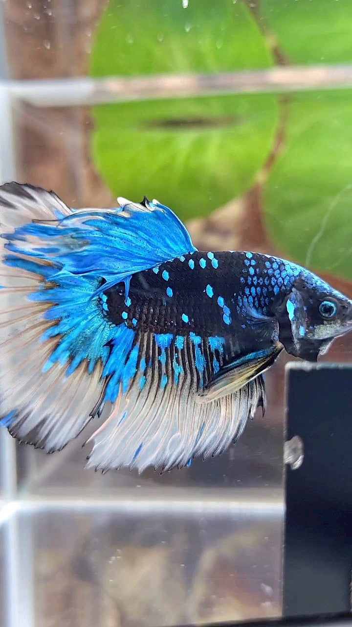LUXURY XL HALFMOON ROSETAIL BLACK GALAXY BLUE AVATAR YELLOW BETTA FISH