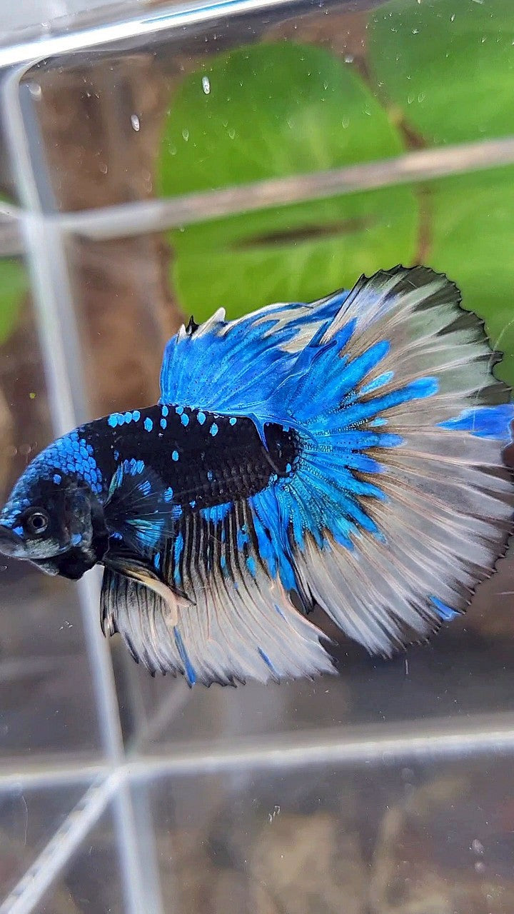 LUXURY XL HALFMOON ROSETAIL BLACK GALAXY BLUE AVATAR YELLOW BETTA FISH