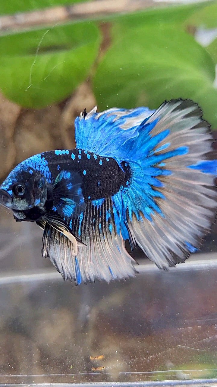LUXURY XL HALFMOON ROSETAIL BLACK GALAXY BLUE AVATAR YELLOW BETTA FISH