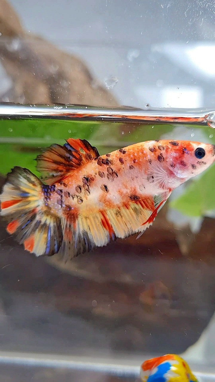 FEMALE GIANT ORANGE YELLOW TIGER MULTICOLOR BETTA FISH