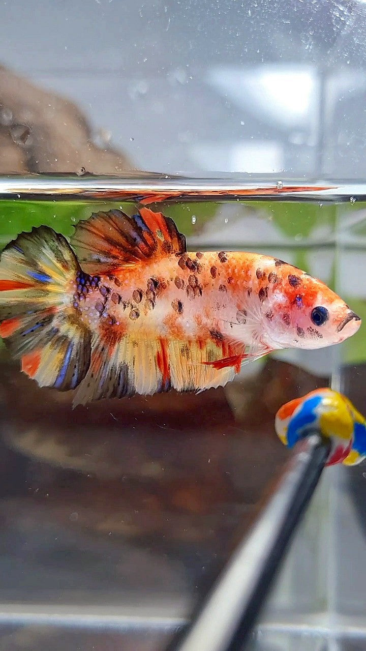 FEMALE GIANT ORANGE YELLOW TIGER MULTICOLOR BETTA FISH