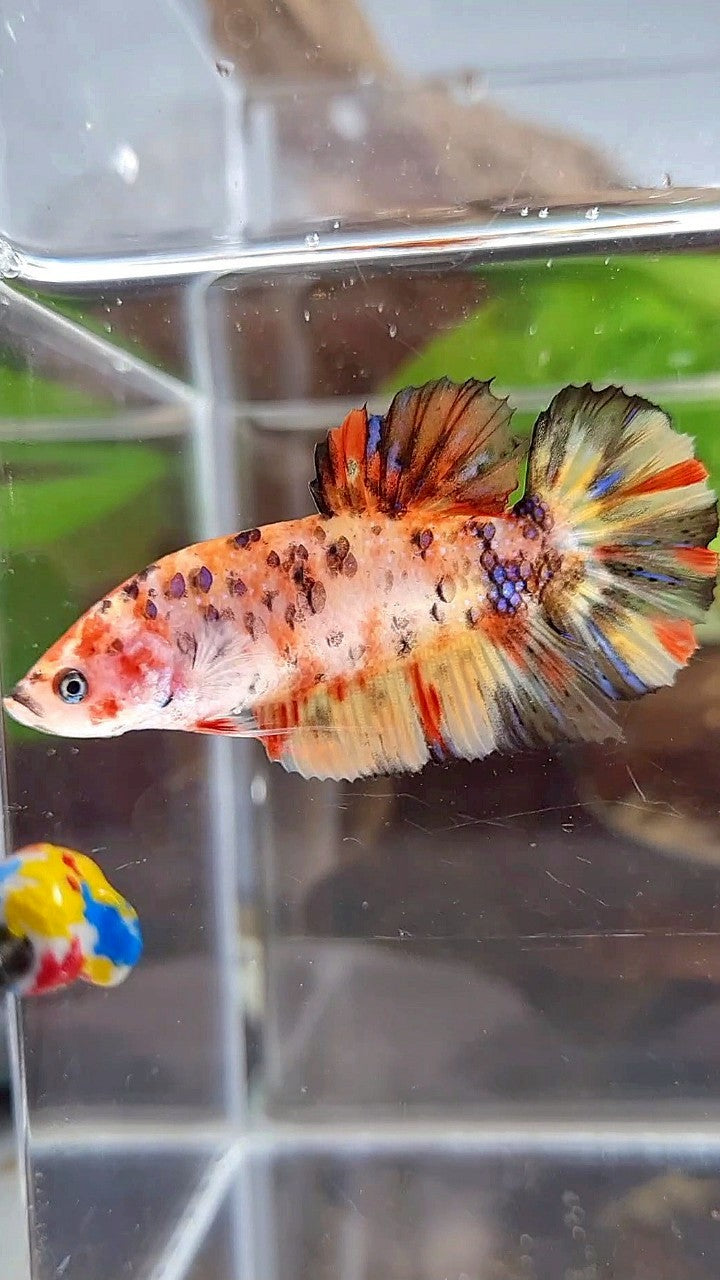 FEMALE GIANT ORANGE YELLOW TIGER MULTICOLOR BETTA FISH