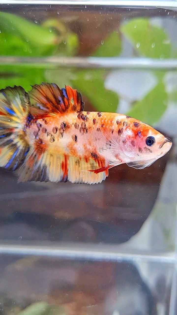 FEMALE GIANT ORANGE YELLOW TIGER MULTICOLOR BETTA FISH