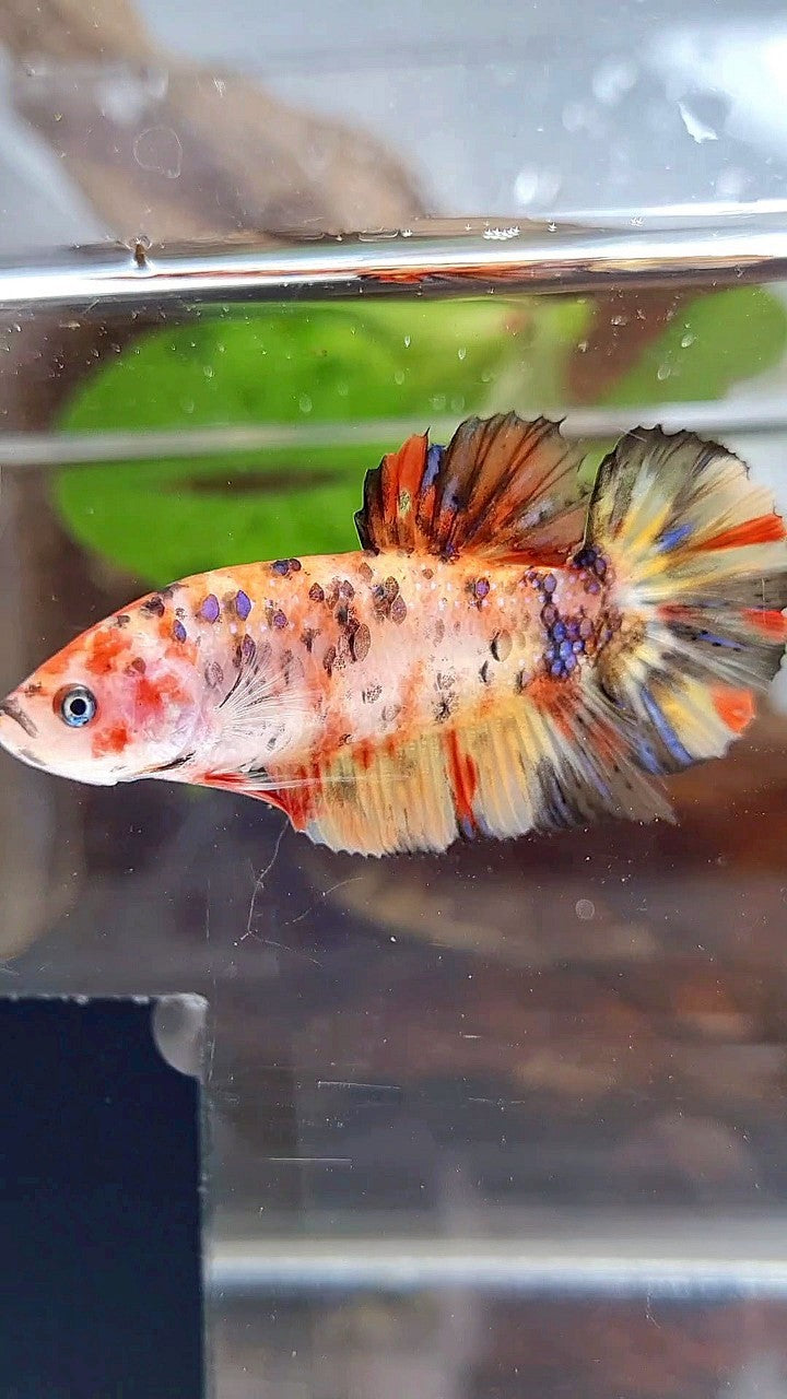 FEMALE GIANT ORANGE YELLOW TIGER MULTICOLOR BETTA FISH