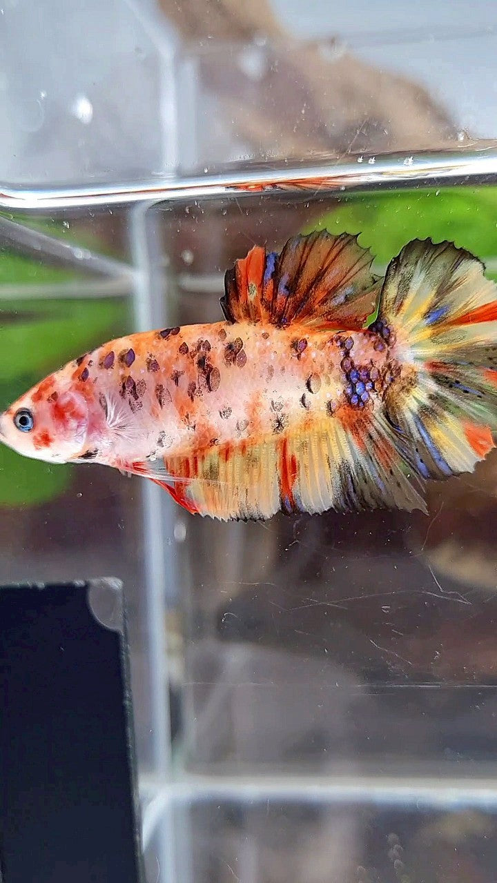 FEMALE GIANT ORANGE YELLOW TIGER MULTICOLOR BETTA FISH