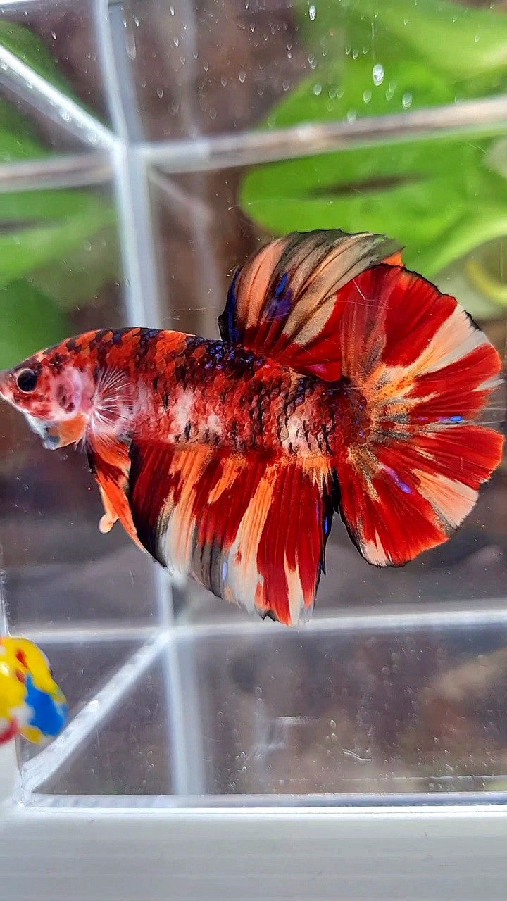 GIANT HMPK BO 5CM+ ORANGE FIRE MULTICOLOR BETTA FISH