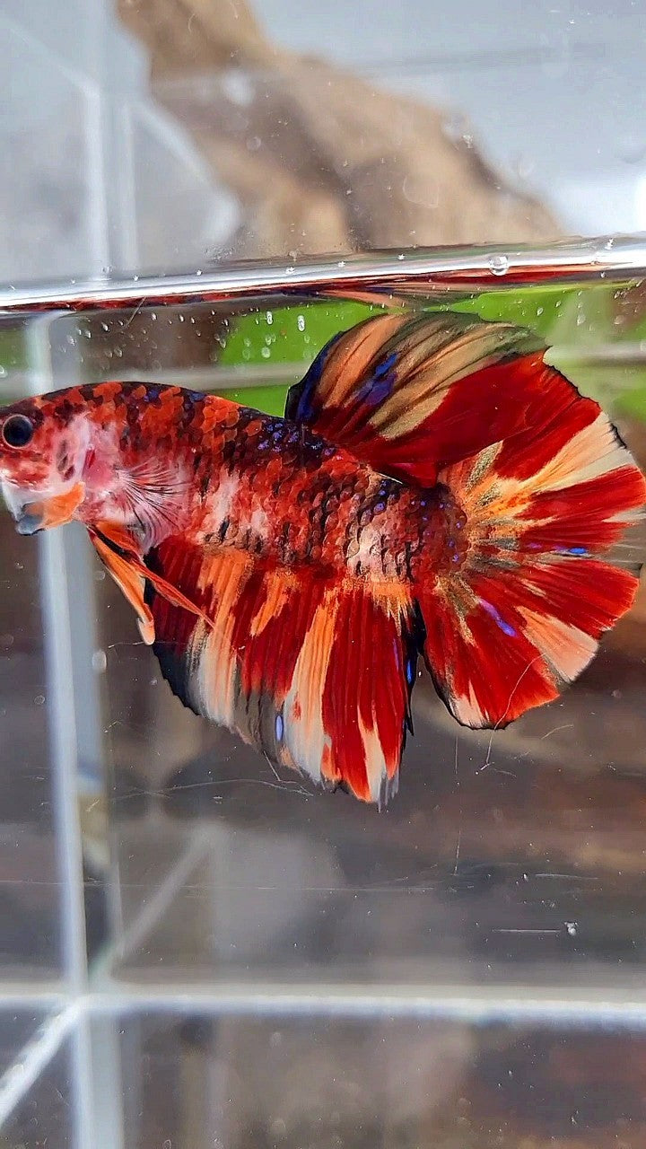 GIANT HMPK BO 5CM+ ORANGE FIRE MULTICOLOR BETTA FISH