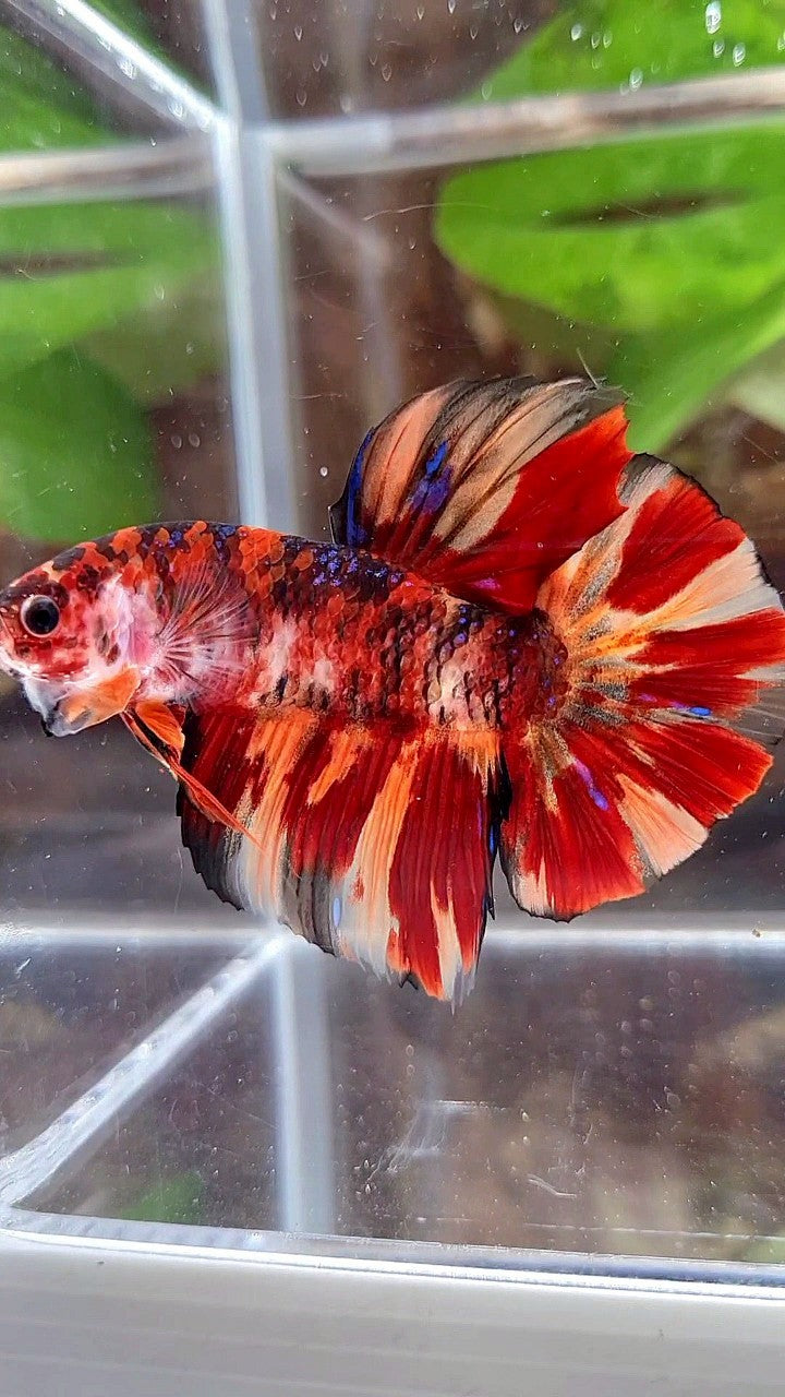 GIANT HMPK BO 5CM+ ORANGE FIRE MULTICOLOR BETTA FISH