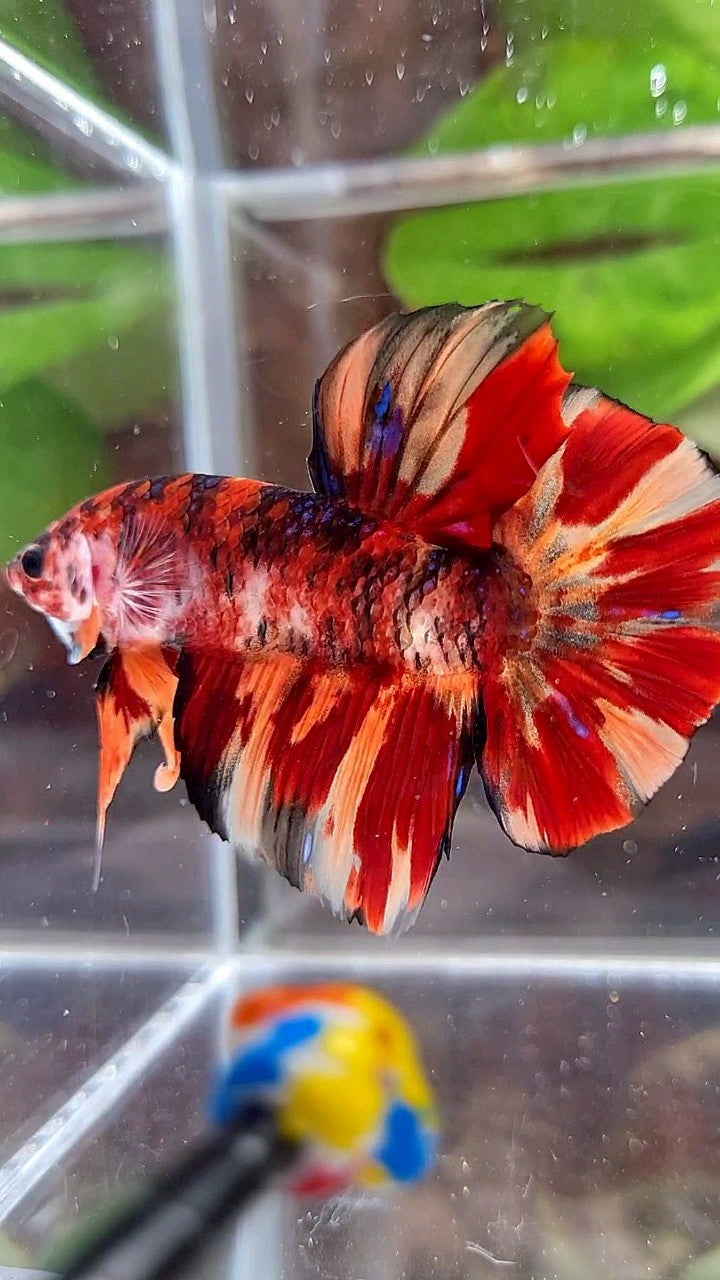 GIANT HMPK BO 5CM+ ORANGE FIRE MULTICOLOR BETTA FISH