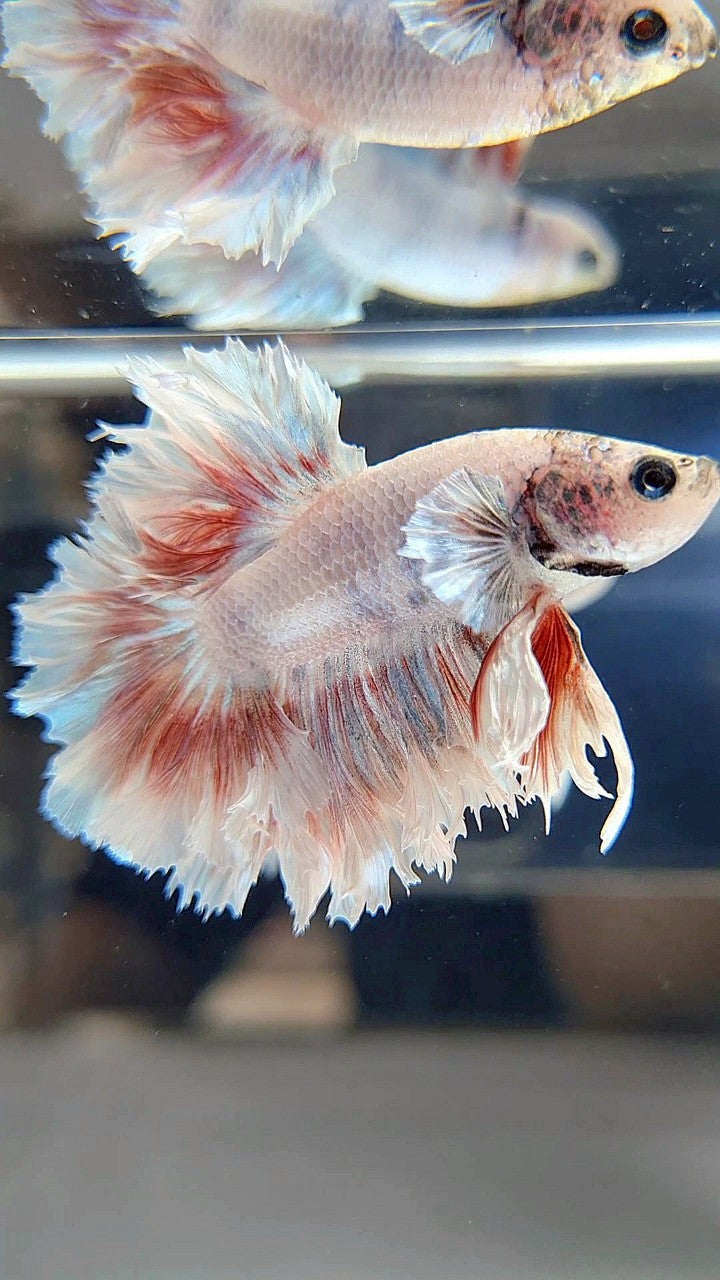 Red Pattern Betta Fish HALFMOON FEATHER TAIL WHITE RED PATTERN BETTA FISH – Rare Betta Fish Store