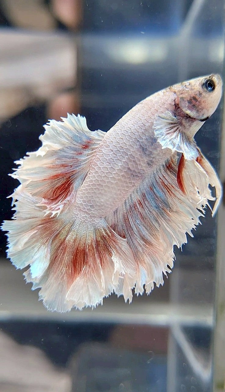 Red Pattern Betta Fish HALFMOON FEATHER TAIL WHITE RED PATTERN BETTA FISH – Rare Betta Fish Store
