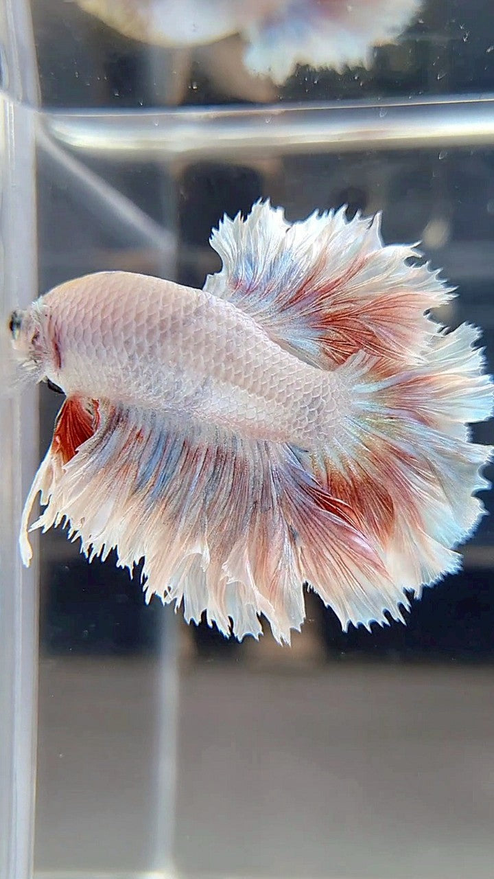 Red Pattern Betta Fish HALFMOON FEATHER TAIL WHITE RED PATTERN BETTA FISH – Rare Betta Fish Store