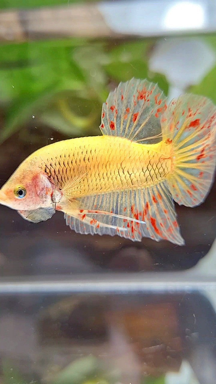 PLAKAT VANDA YELLOW BETTA FISH