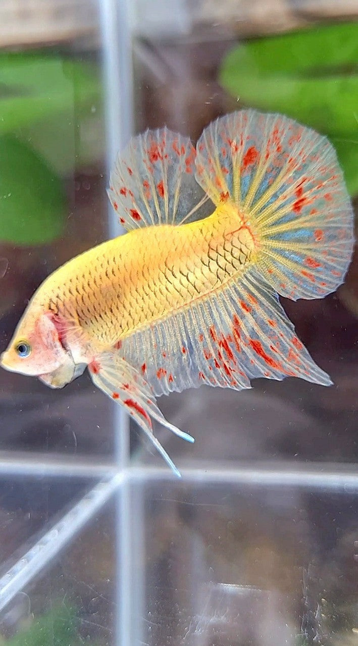 PLAKAT VANDA YELLOW BETTA FISH
