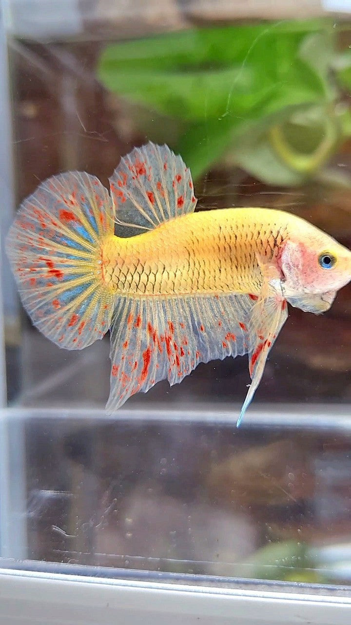 PLAKAT VANDA YELLOW BETTA FISH