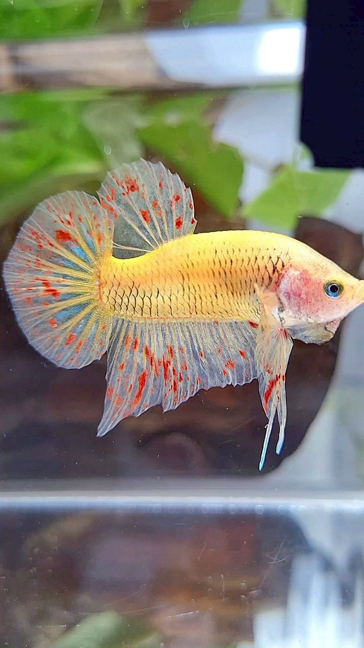 PLAKAT VANDA YELLOW BETTA FISH