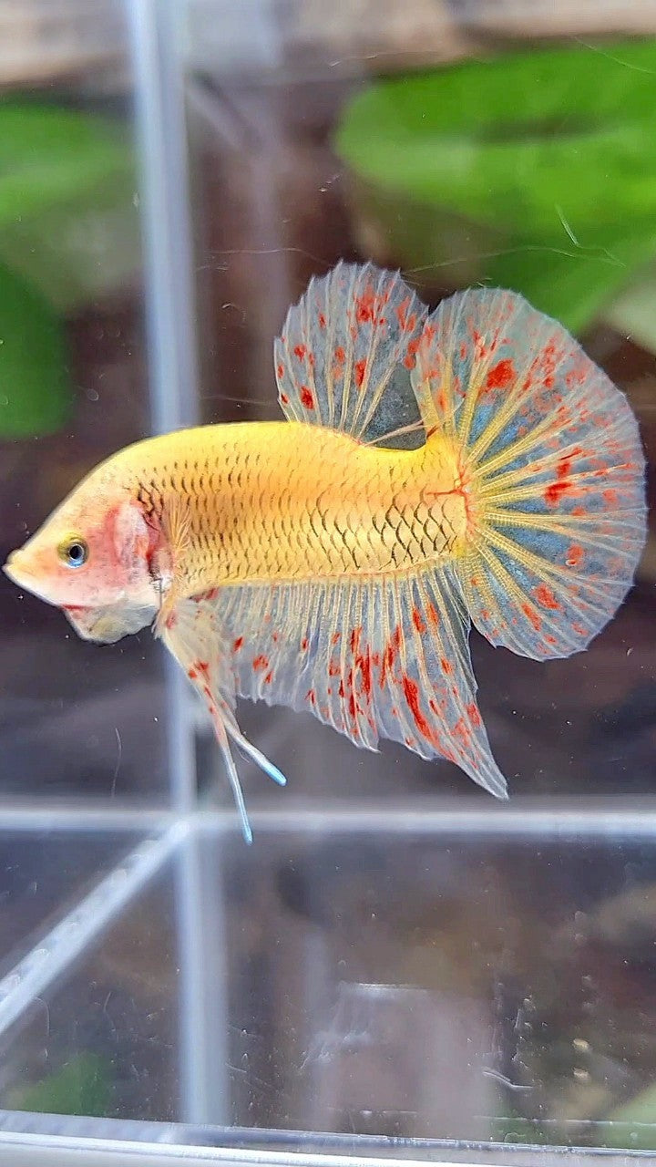 PLAKAT VANDA YELLOW BETTA FISH