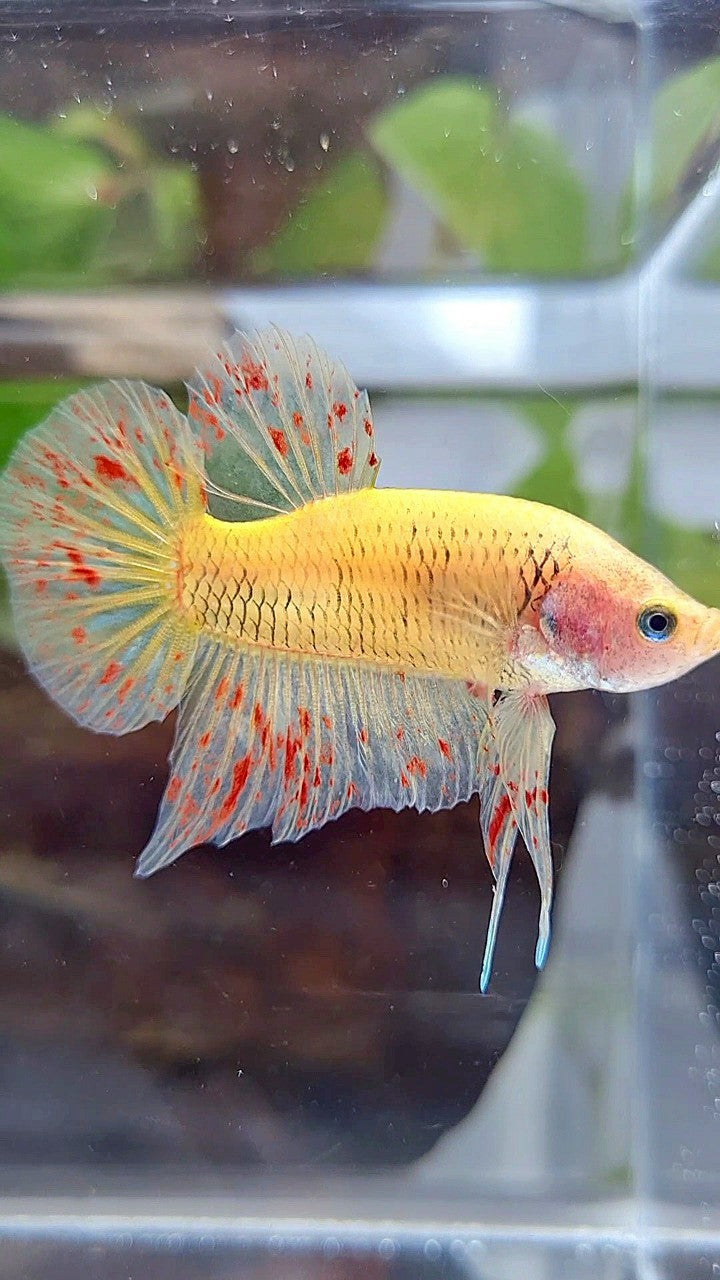 PLAKAT VANDA YELLOW BETTA FISH
