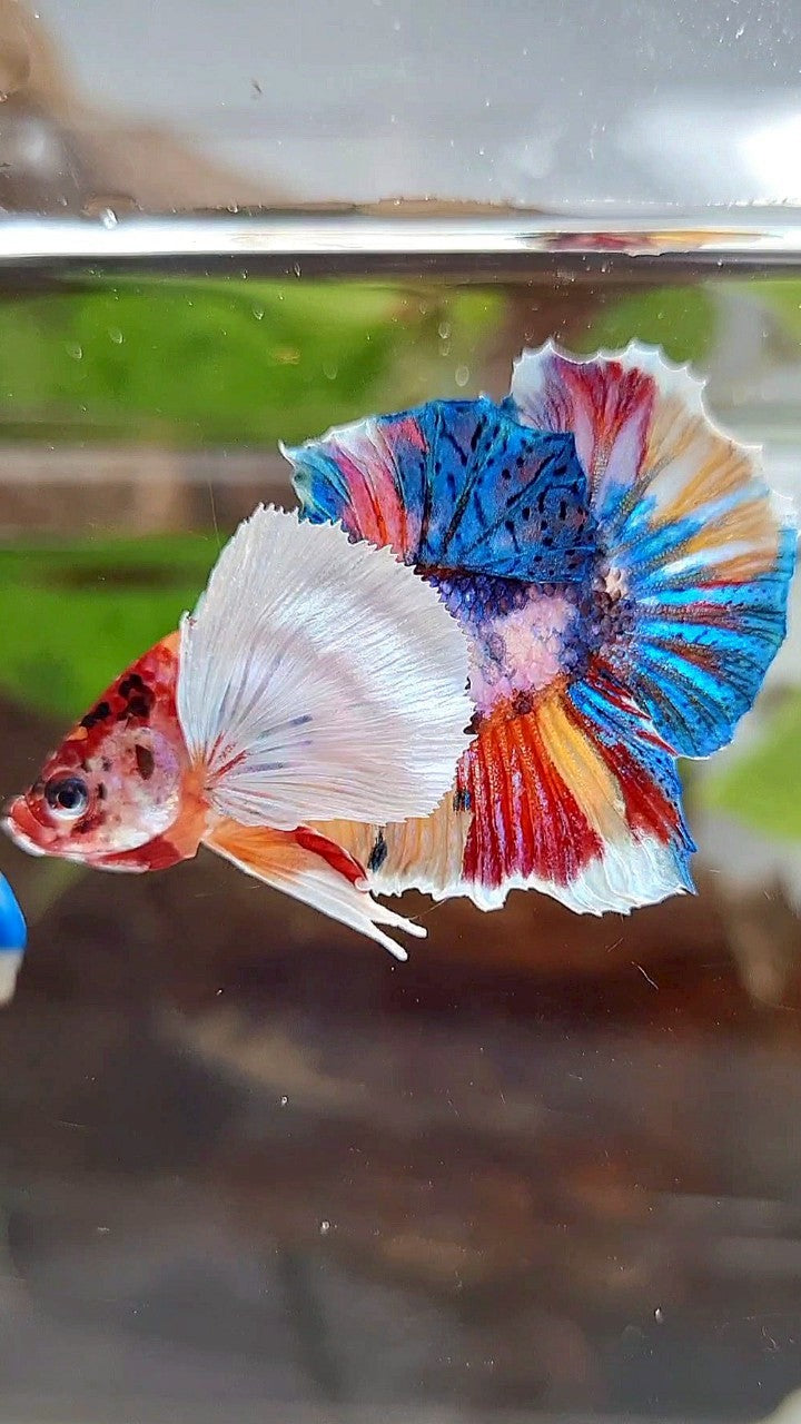 LUXURY PLAKAT SUPER DUMBO EAR RAINBOW MULTICOLOR FISH