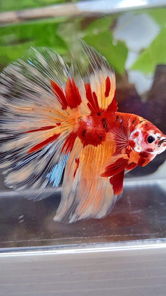 HALFMOON ROSETAIL ORANGE KOI FIRE PATTERN BETTA FISH