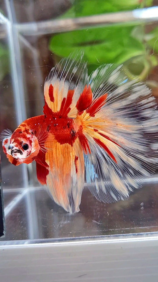 HALFMOON ROSETAIL ORANGE KOI FIRE PATTERN BETTA FISH