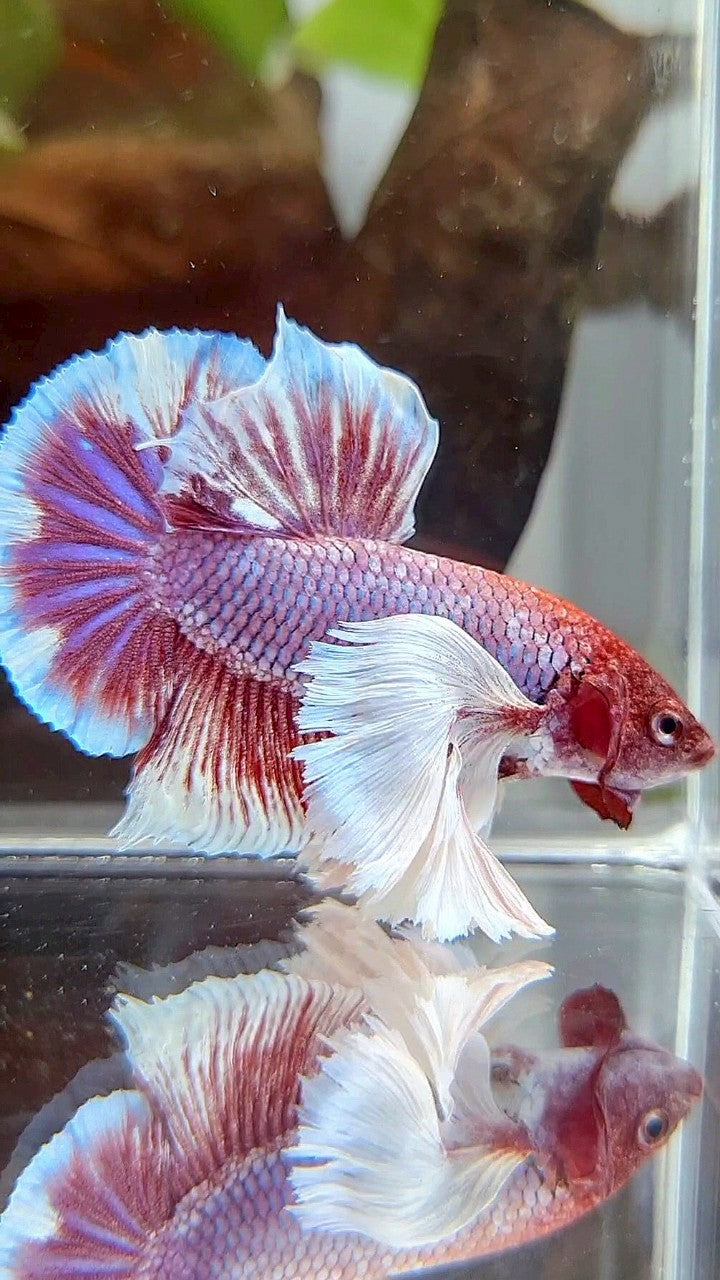 PLAKAT SUPER DUMBO EAR PURPLE RED HEAD BETTA FISH