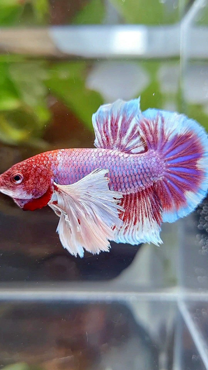 PLAKAT SUPER DUMBO EAR PURPLE RED HEAD BETTA FISH
