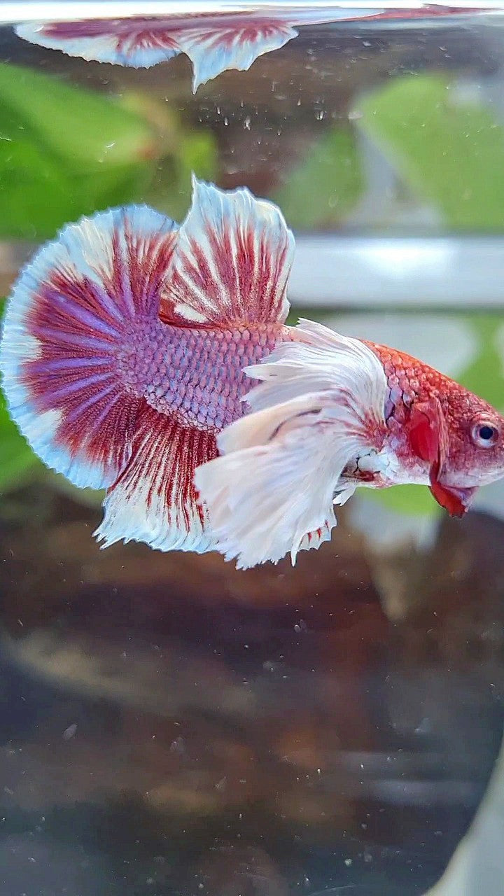 PLAKAT SUPER DUMBO EAR PURPLE RED HEAD BETTA FISH