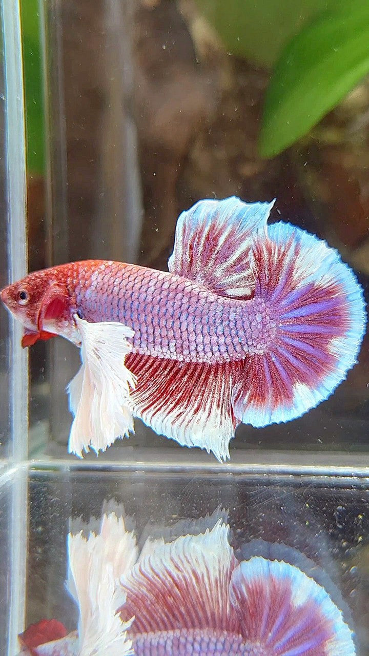 PLAKAT SUPER DUMBO EAR PURPLE RED HEAD BETTA FISH