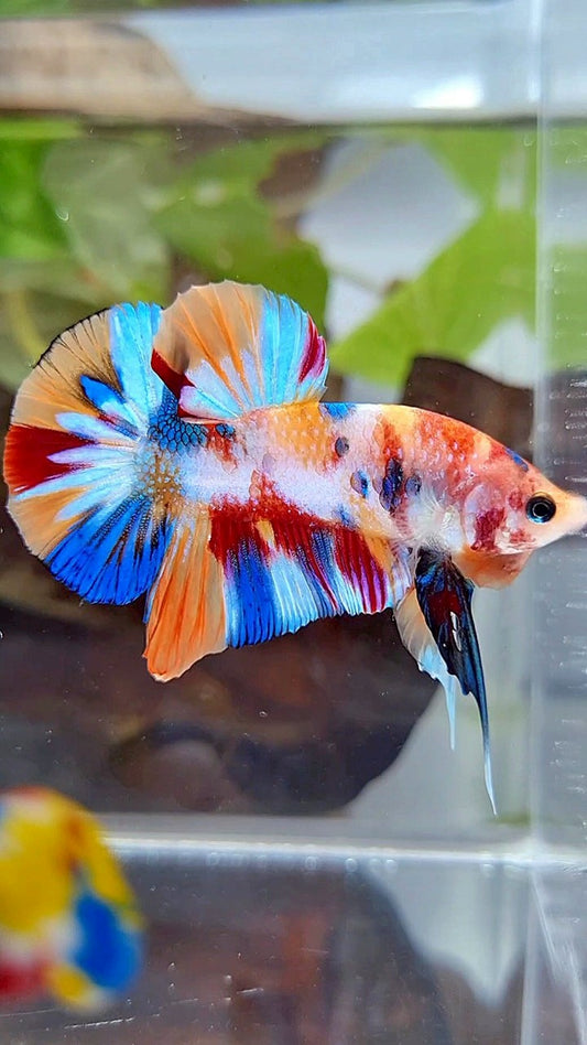 PLAKAT SUPER METTALIC MULTICOLOR BETTA FISH