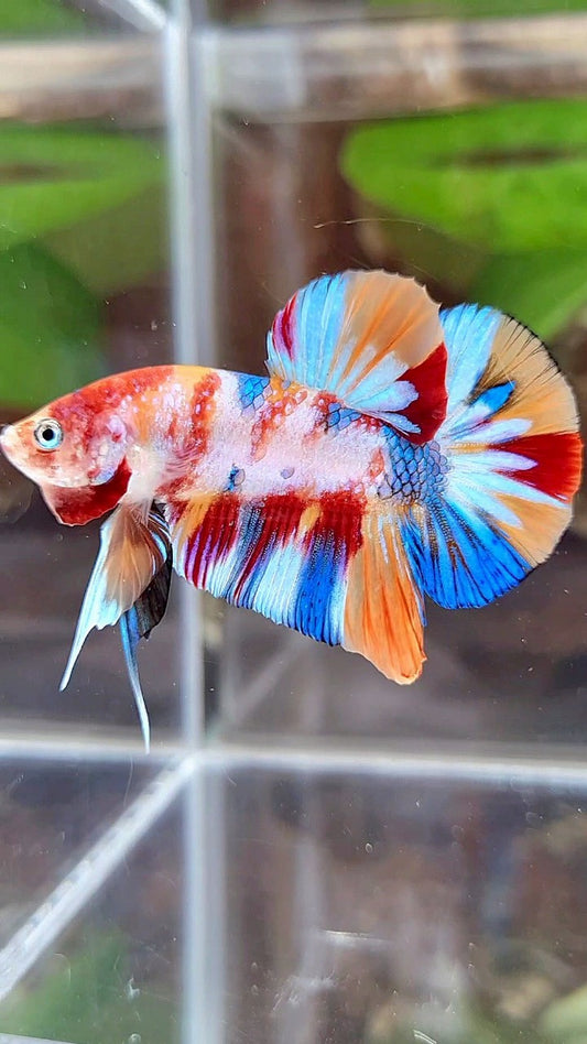 PLAKAT SUPER METTALIC MULTICOLOR BETTA FISH