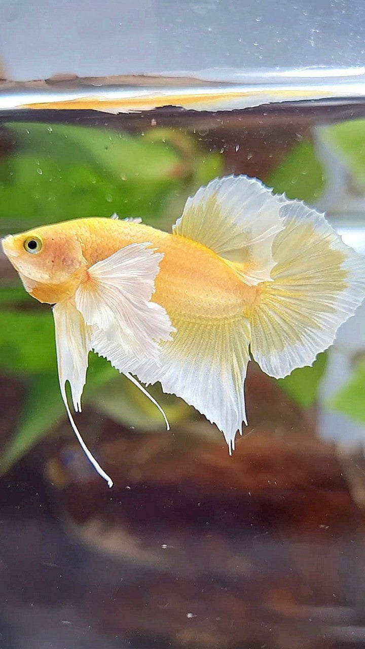 PLAKAT DUMBO EAR GOLD BUTTERFLY BETTA FISH