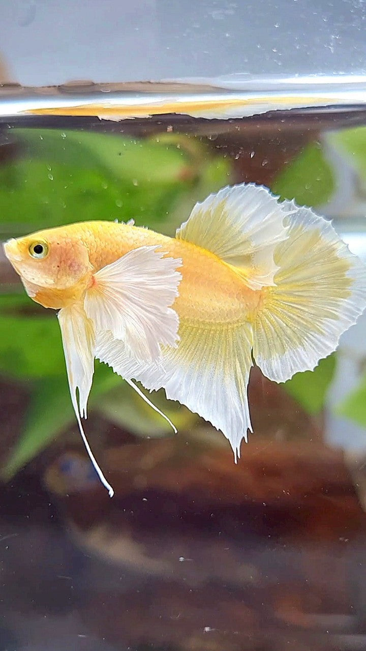 PLAKAT DUMBO EAR GOLD BUTTERFLY BETTA FISH
