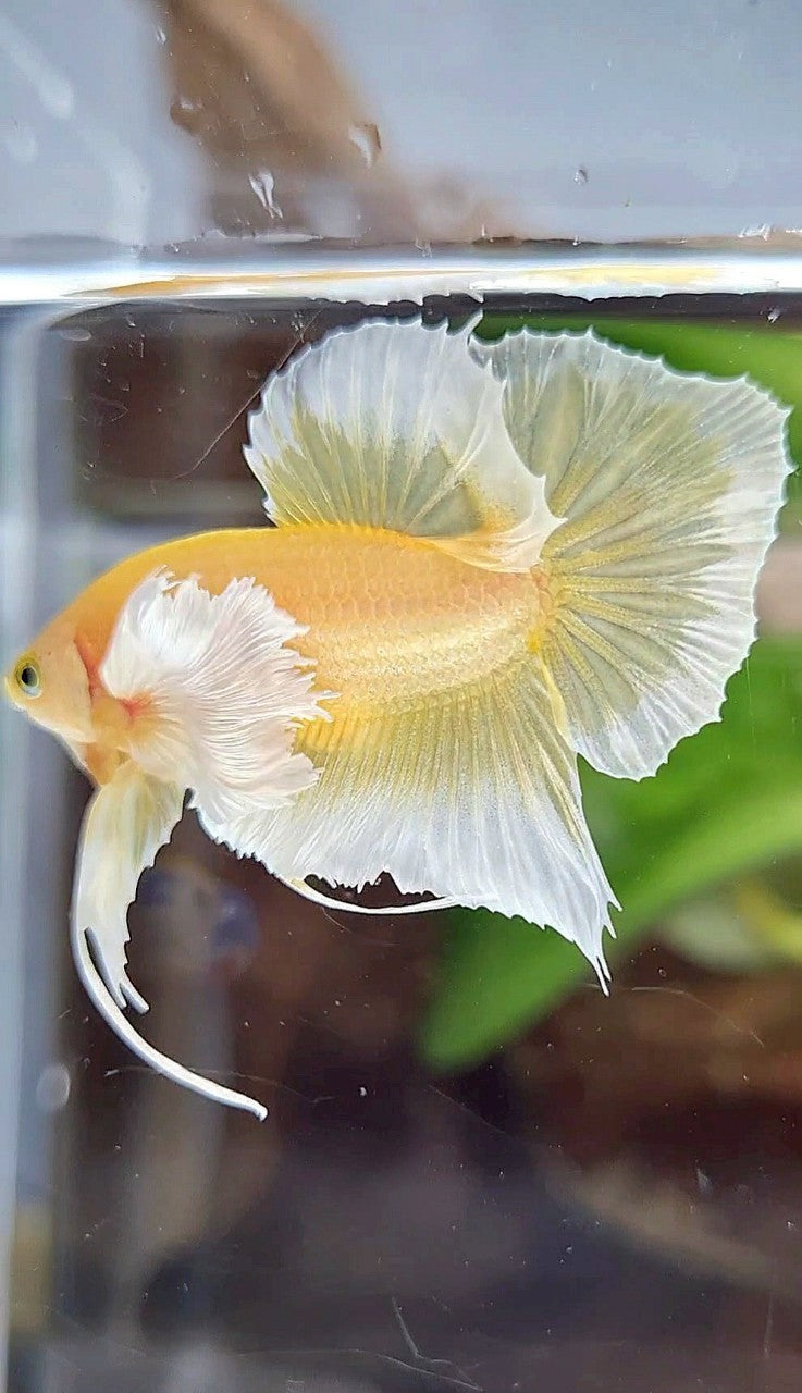 PLAKAT DUMBO EAR GOLD BUTTERFLY BETTA FISH