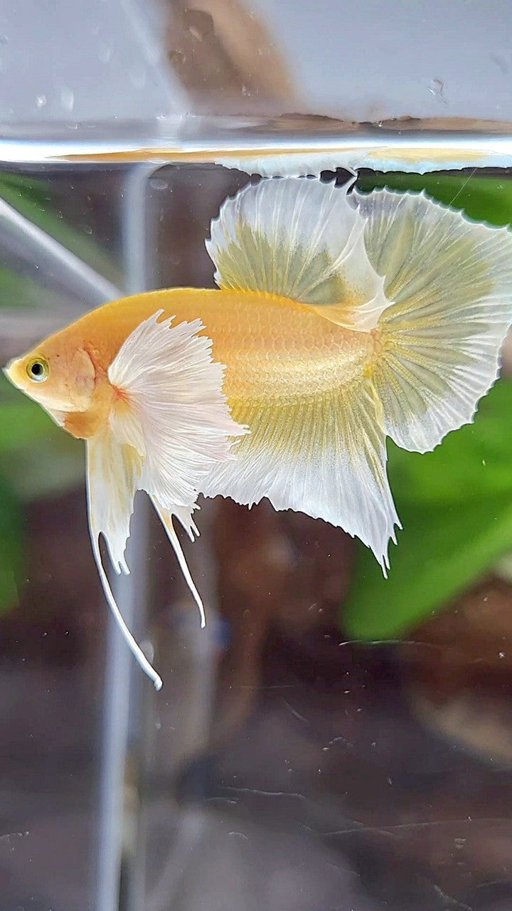 PLAKAT DUMBO EAR GOLD BUTTERFLY BETTA FISH