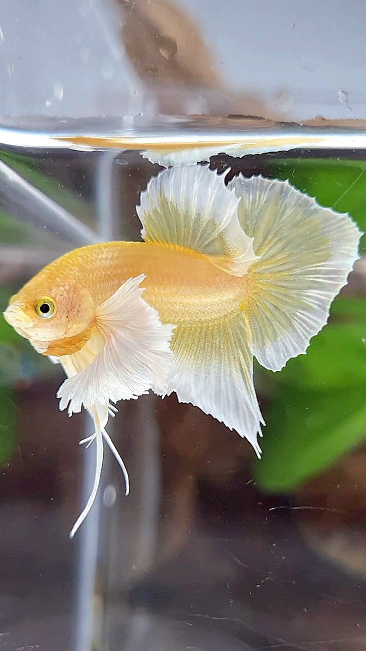 PLAKAT DUMBO EAR GOLD BUTTERFLY BETTA FISH