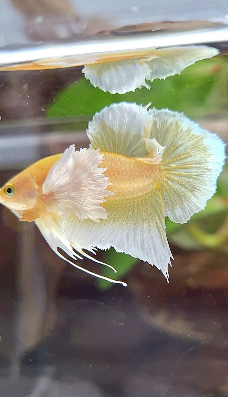 PLAKAT DUMBO EAR GOLD BUTTERFLY BETTA FISH