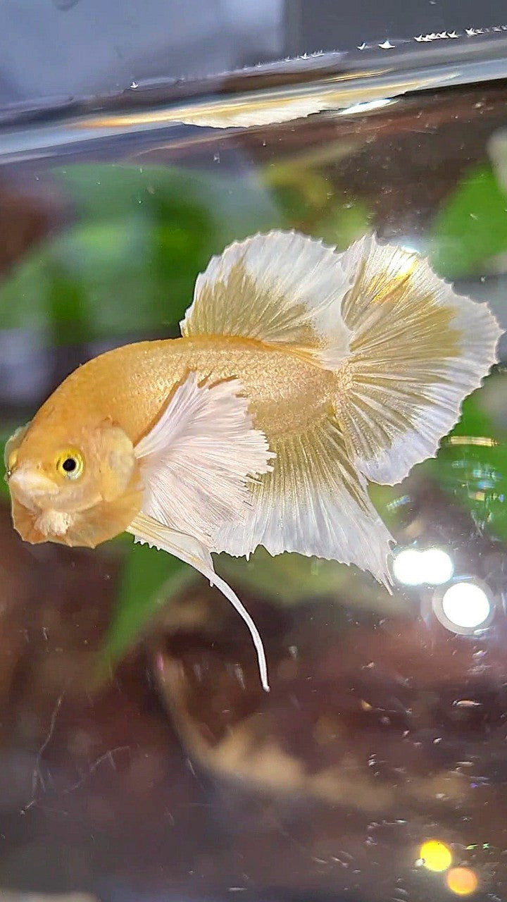PLAKAT DUMBO EAR GOLD BUTTERFLY BETTA FISH