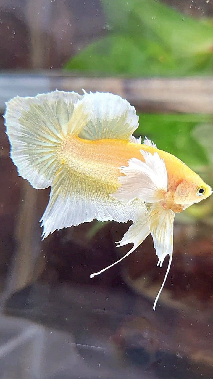PLAKAT DUMBO EAR GOLD BUTTERFLY BETTA FISH
