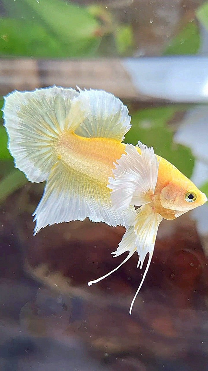 PLAKAT DUMBO EAR GOLD BUTTERFLY BETTA FISH
