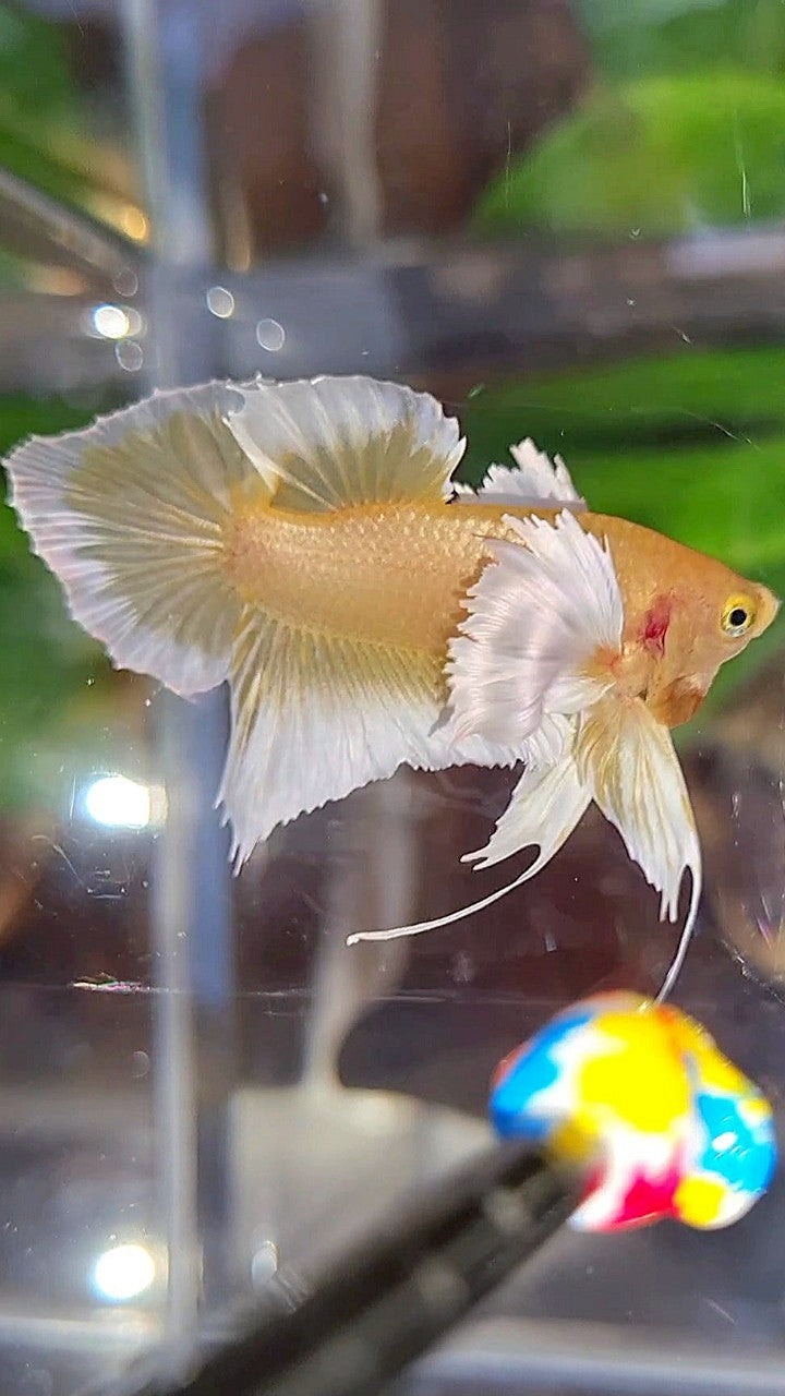 PLAKAT DUMBO EAR GOLD BUTTERFLY BETTA FISH