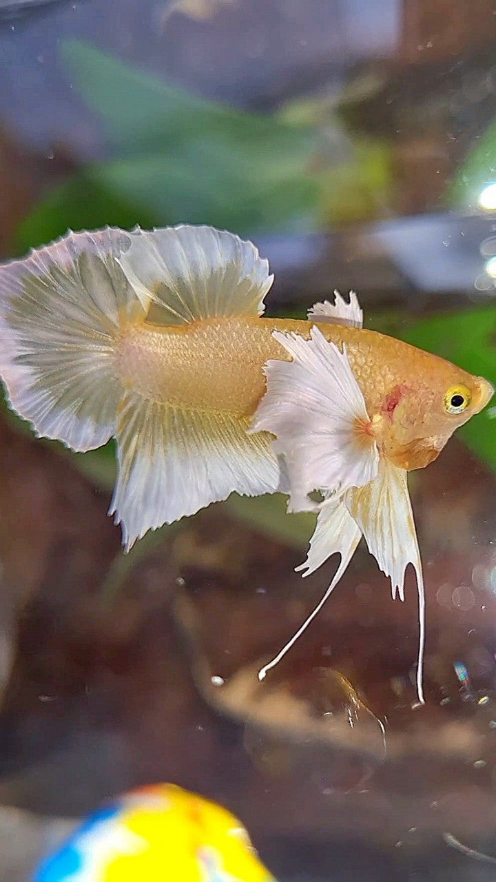 PLAKAT DUMBO EAR GOLD BUTTERFLY BETTA FISH