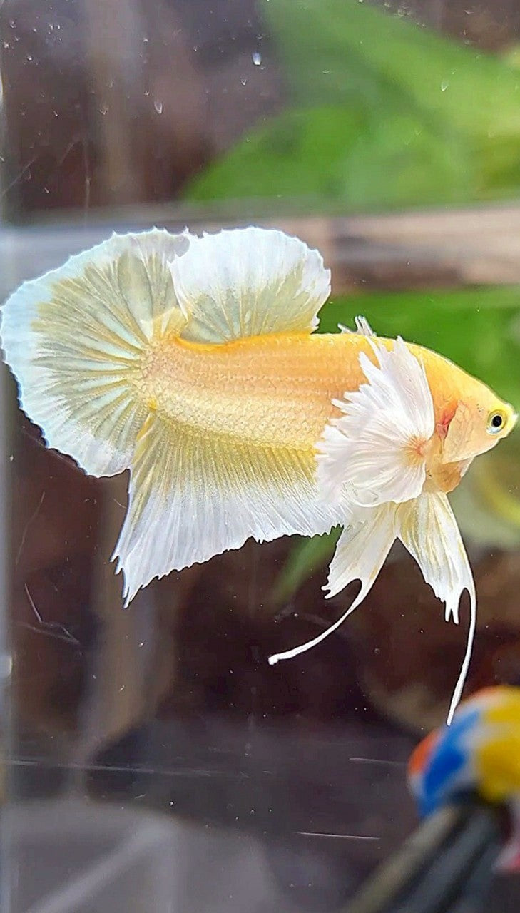 PLAKAT DUMBO EAR GOLD BUTTERFLY BETTA FISH