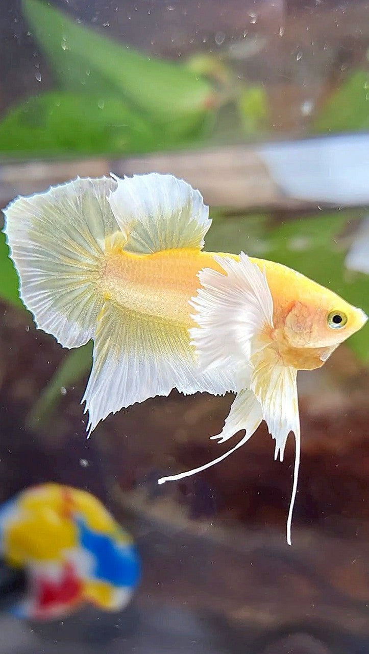 PLAKAT DUMBO EAR GOLD BUTTERFLY BETTA FISH